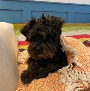 Meet your Posher, Liberty